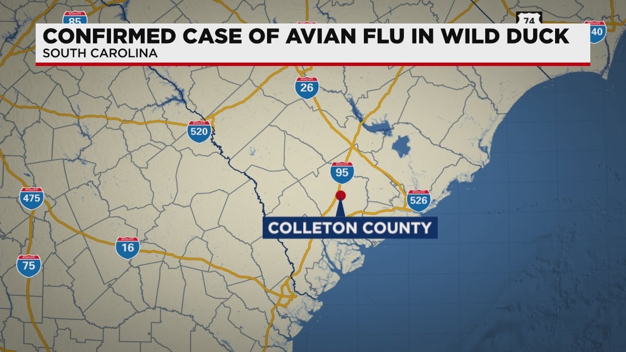 Bird Flu case found in wild duck in South Carolina