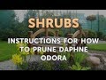 Instructions for How to Prune Daphne Odora