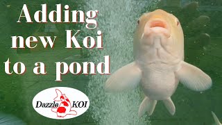 Adding new koi to an existing pond (Introducing my Karashigoi)