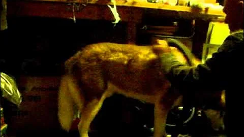 So you think you want a husky?