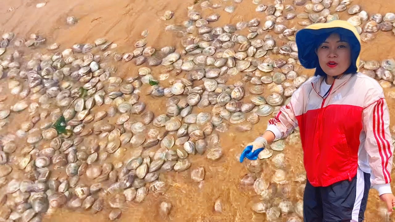 【ENG SUB】小章赶海，海滩密密麻麻全是沙白，一大桶装不完，还有好几只大龙虾爆桶！