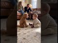 初めて犬に文句を言われた赤ちゃん、どうしていいか分からず固まってしまう。。。#dog #baby #cute #funny #shorts #shortvideo #赤ちゃん #トイプードル