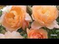 David Austin English Rose Collection (Revised)