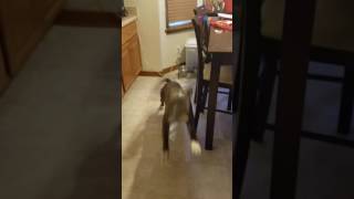 Beau & Pitzu Greedy But Well Behaved-Ish