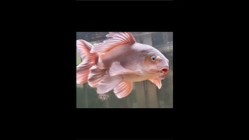 CHÉP PHI TẦN TRẮNG RÂU RỒNG, RÂU RỄ TRE -Beautiful butterfly carp  #chepphitan #butterflycarp #koi
