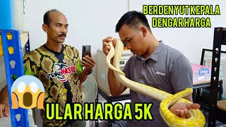 ULAR KAYANGAN HARGA 5K | MIJIE SNAKEMASTER