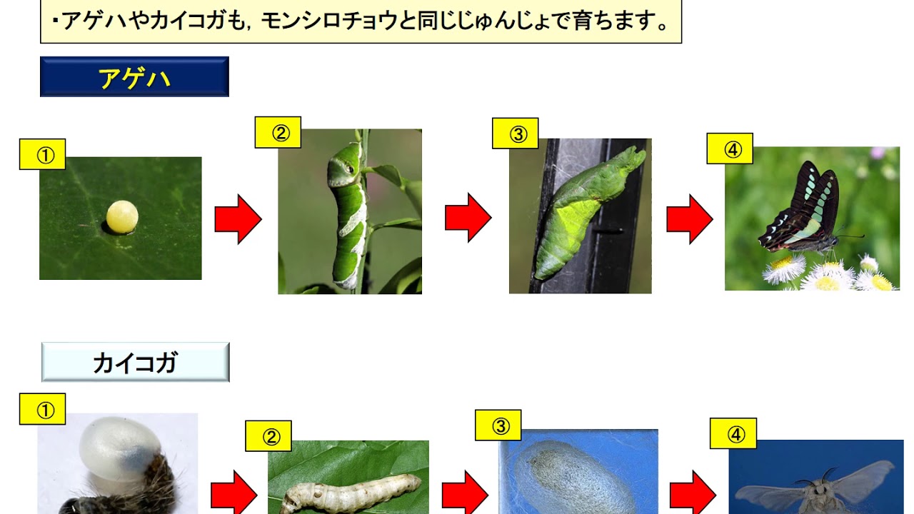 小３理科 大日本図書 昆虫の育ち方 結果 Youtube
