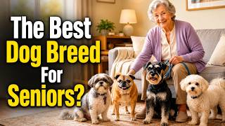 10 Dog Breeds that are PERFECT for Seniors (Some May Surprise You)