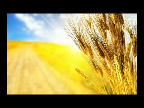 047 Surat Muhammad Abdullah Al Matrood عبد الله مطرود سورة محمد