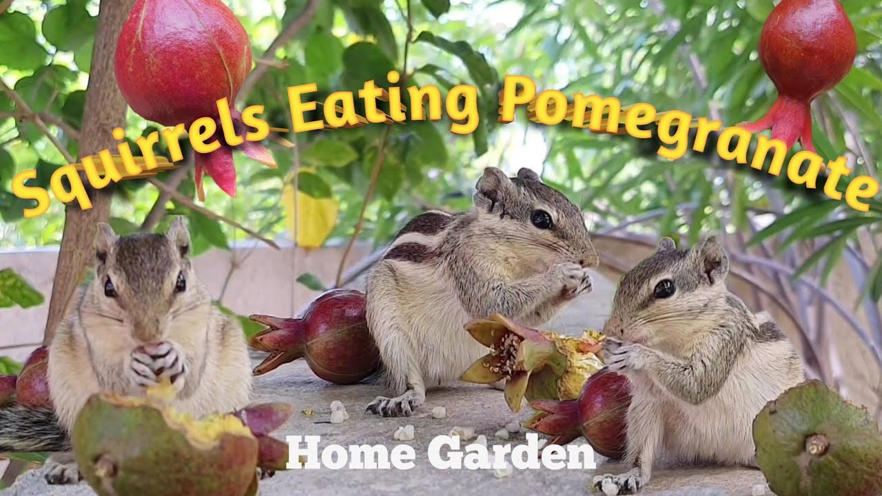 Squirrel Eating Pomegranate 🍅🍅 Squirrel Enjoying Fruit Biodiversity
