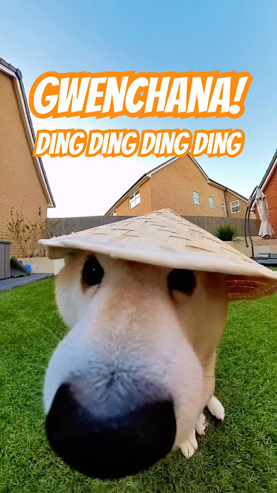 GWENCHANA! Ding ding ding ding ding #cutenessoverload