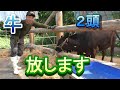 雑草だらけの所に牛を放す!