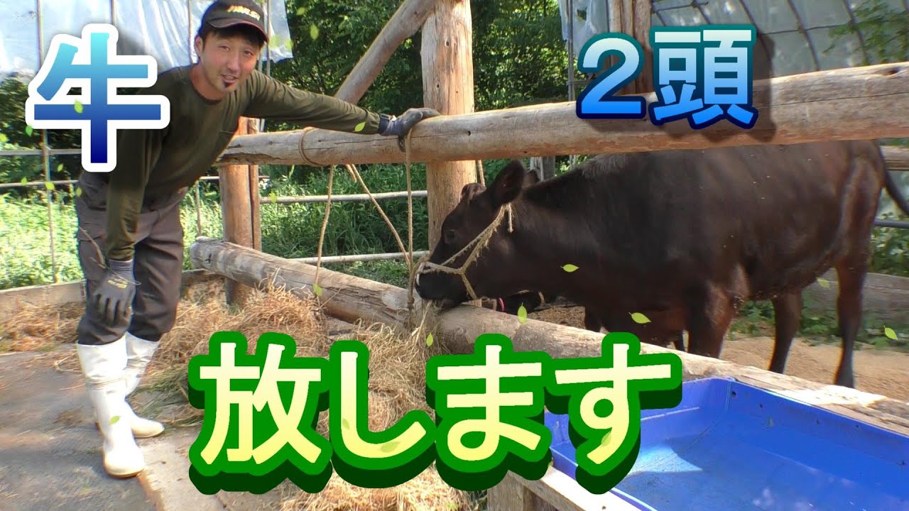 雑草だらけの所に牛を放す！