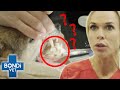 Mysterious Object Pulled From Dog's Throat! | Bondi Vet