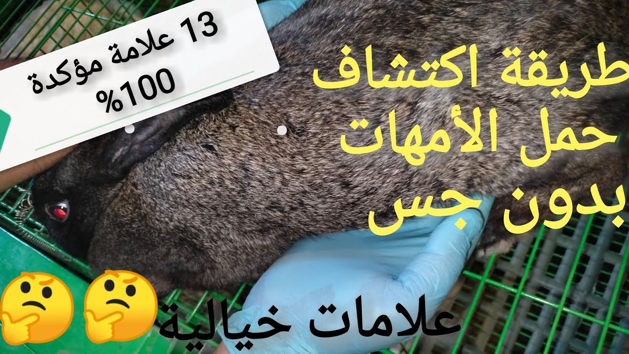 طريقه إكتشاف حمل الأرانب بدون جس بأهم العلامات ١٣علامة مؤكدة ١٠٠%هتعرفك الحمل فى لحظة 🤔