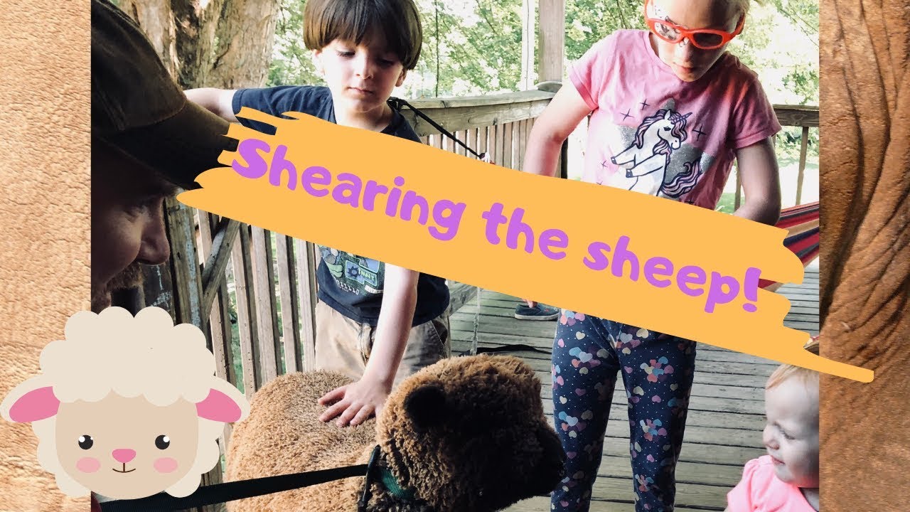 shearing our southdown babydoll sheep