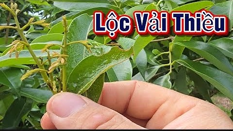 Xử Lý Lộc Vải Thiều Lục Ngạn Ép Ra Hoa I Núi Đồi Lục Ngạn