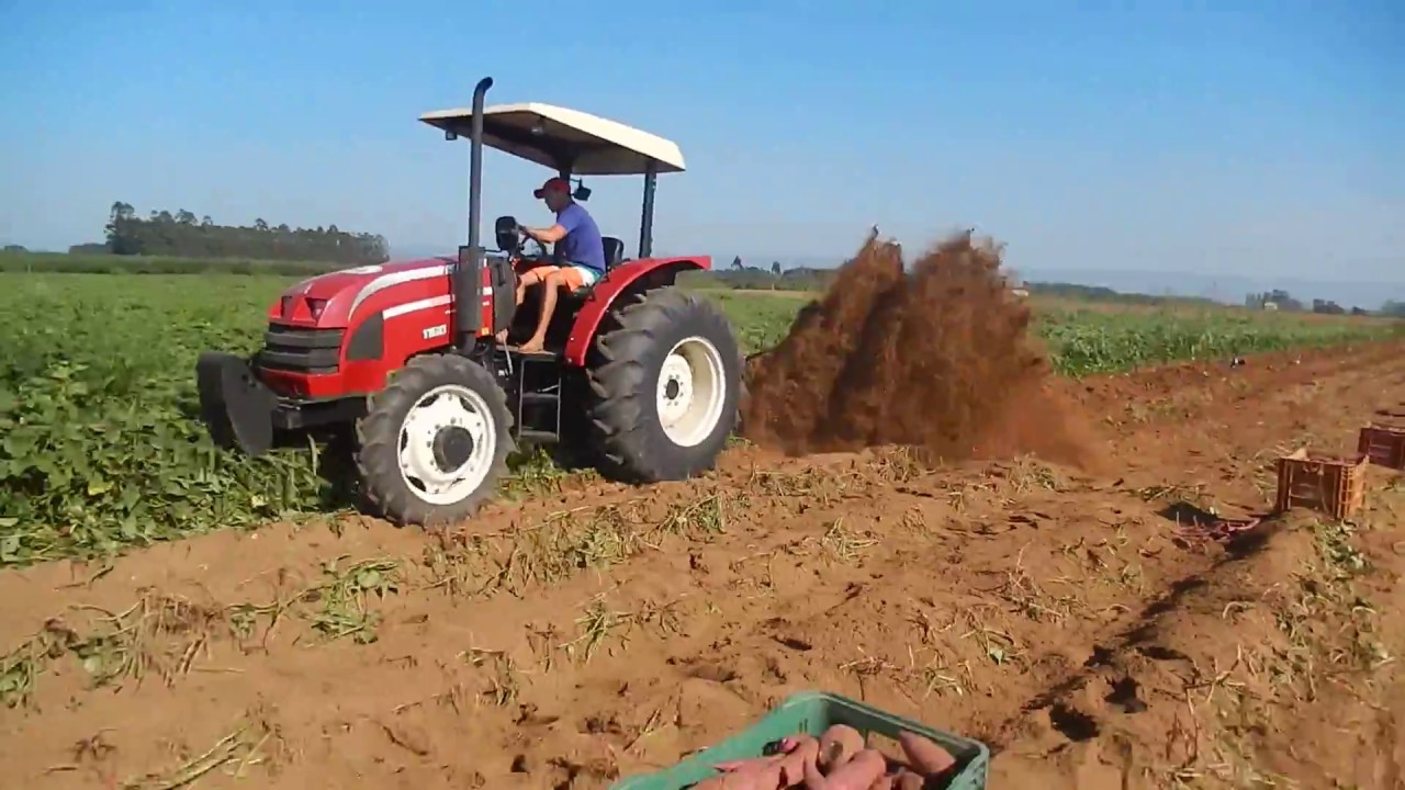 Arrancando BATATA DOCE Trator AGRITECH Yanmar 1160 55cv Turbo