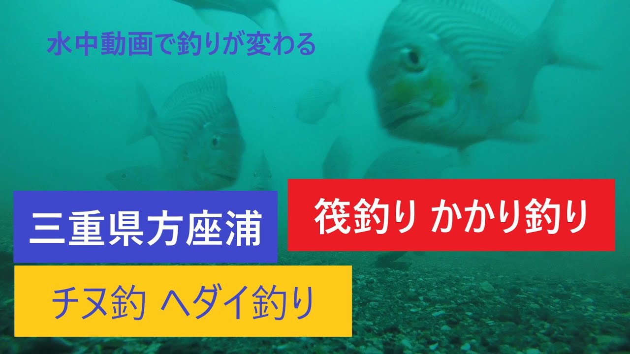 筏釣り かかり釣り チヌ ヘダイ釣 水中動画で釣りが変わる 三重県方座浦 寺倉1号 9月26日 Youtube