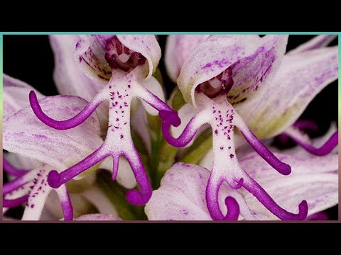 Wideo: Najbardziej niesamowite rośliny na świecie. Niesamowite właściwości roślin