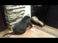 Ротвейлер щенок нападает на хорька играют    rottweiler