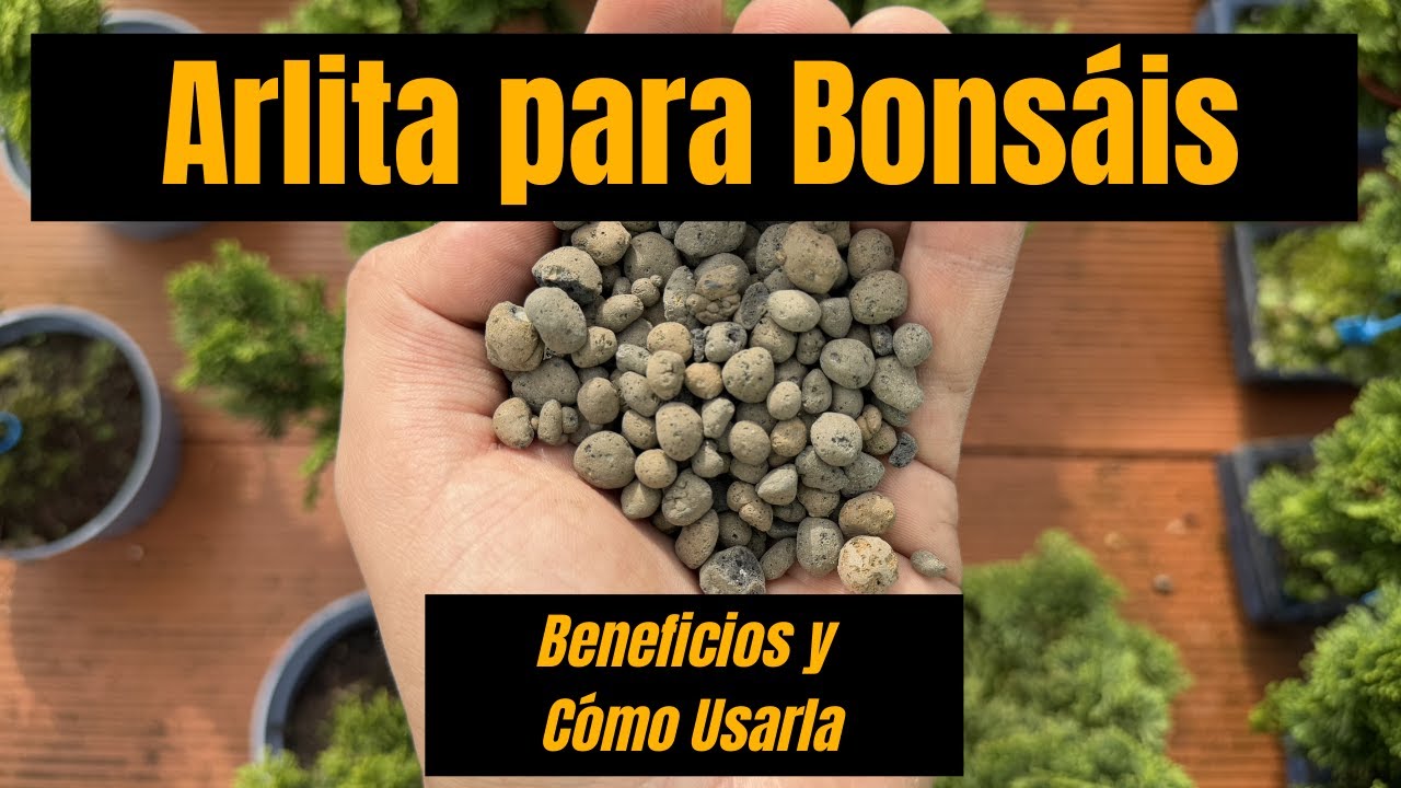 Arlita para Bonsáis: Beneficios y Cómo Usarla Correctamente