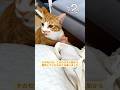 この猫は最初飼い主の新生児が嫌いだったが、その後こうなった #猫 #猫と赤ちゃん #猫癒し #猫好き #猫のいる生活