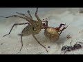 Spider Fights Over Food With Ant