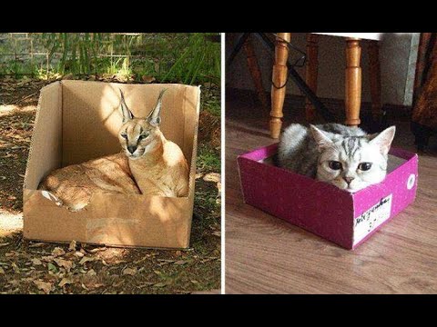 Почему кошки так любят коробки? Пару теорий