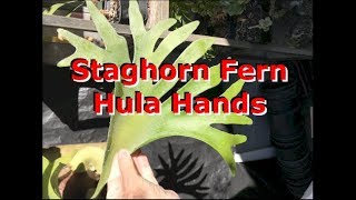 Hula Hands