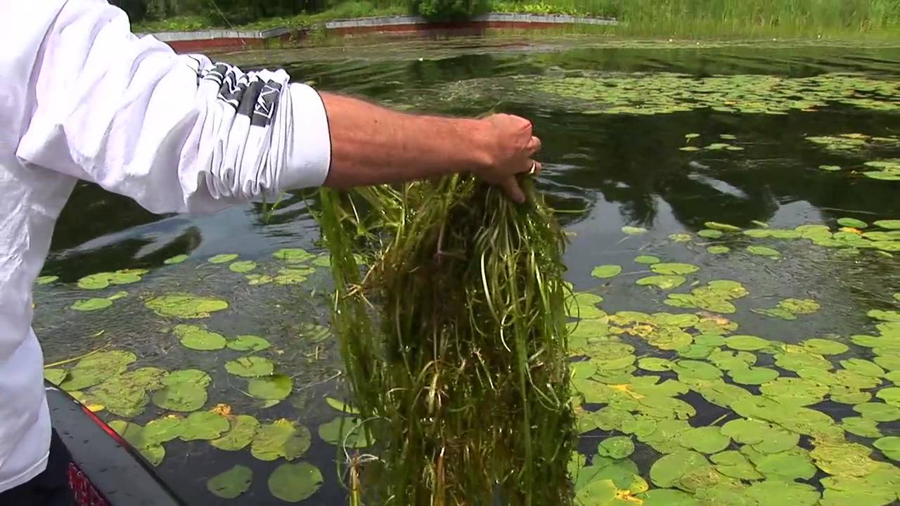 Fishing The Weeds for Largemouth Bass - On The Water