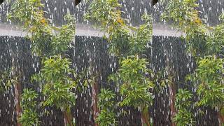 Heavy Rainfall in a Tropical Garden 🌧️ Relaxing Nature Sounds |Rain Best Relaxation