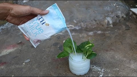 Dùng sữa thừa để tưới cây, lợi ích không ngờ | Excess milk for watering plants, unexpected benefits