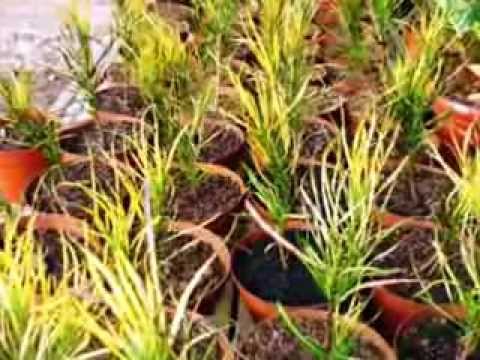Video: Croton - Kemegahan Warna Di Tingkap