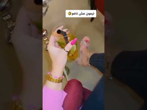 ليمون مش نافع مع المجتمع ترند اكسبلور لايك