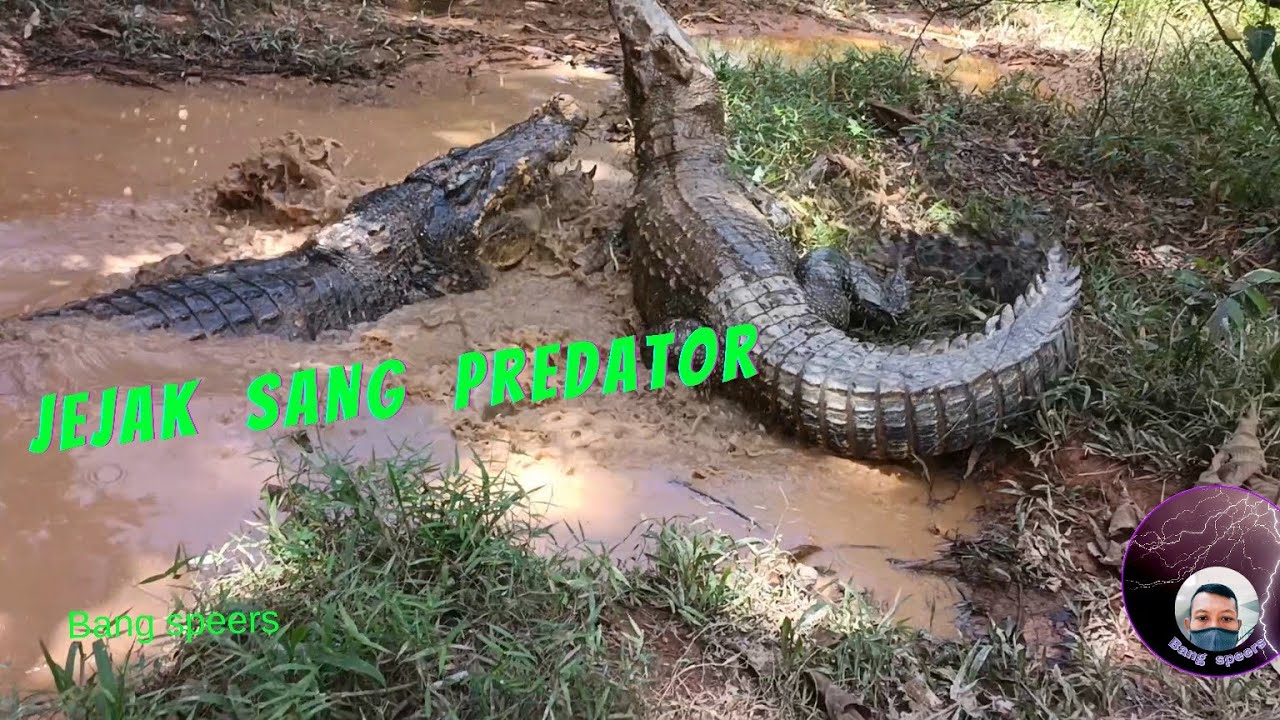 MENCARI JEJAK BUAYA PREDATOR