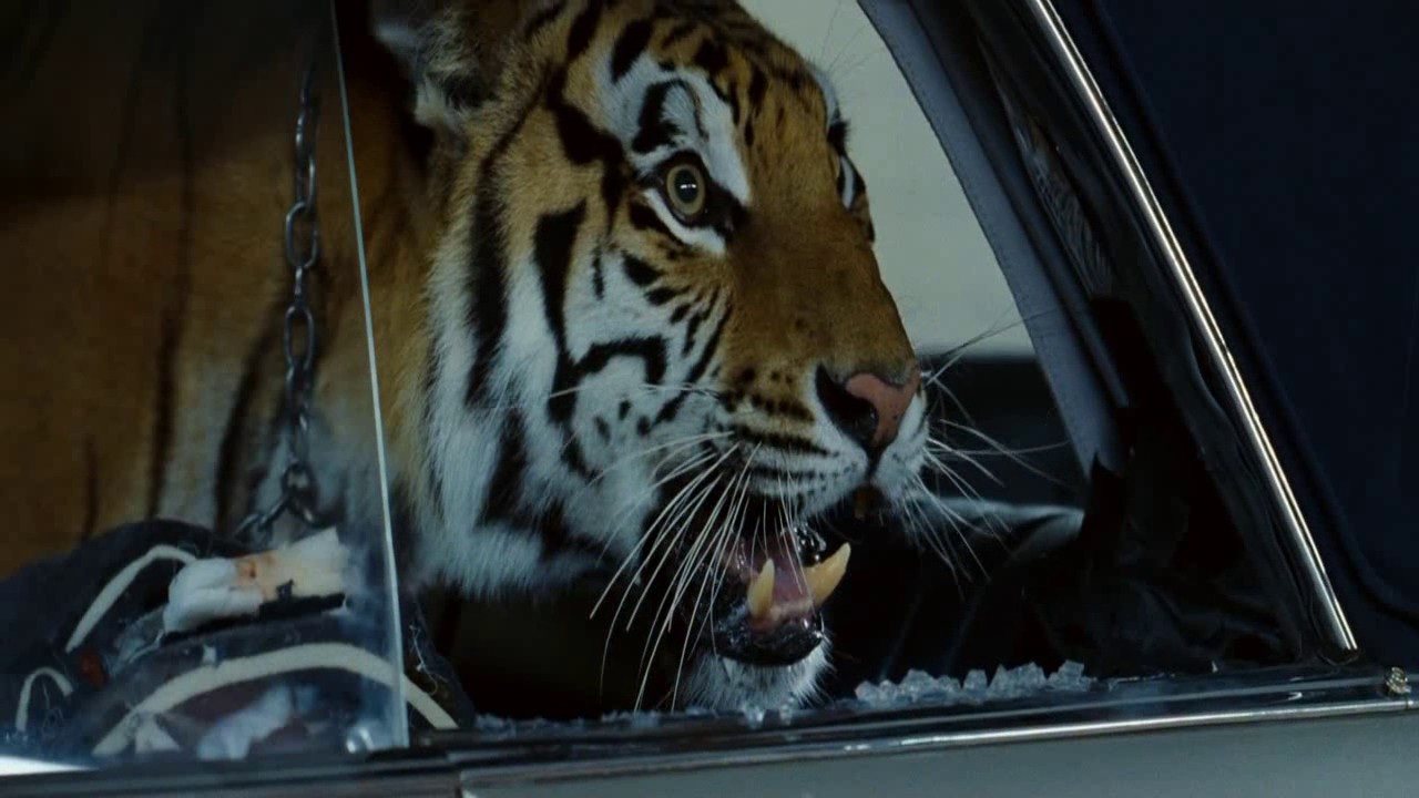 The tiger woke up in the car,and three people scared to death - YouTube
