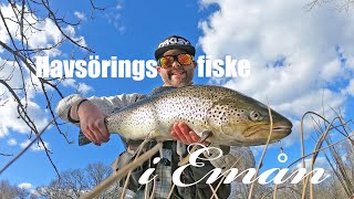 Havsöringsfiske i Emån  Sea Trout fishing in River Em