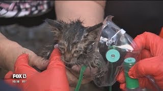Plumbers dig up parking lot to save trapped kitten trapped in pipe