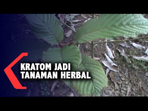 Video: Informasi Tentang Memotong Tanaman Herbal