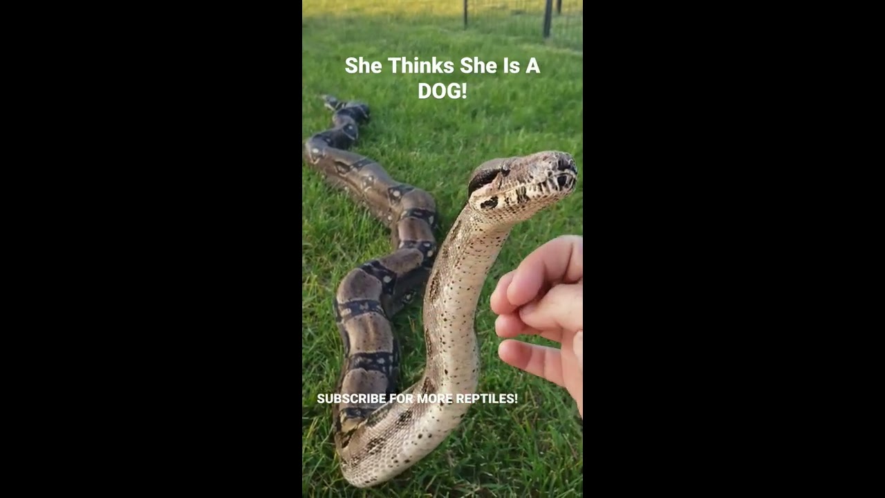 GIANT BOA SNAKE THINKS SHES A DOG Shorts
