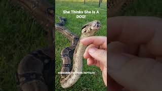 GIANT BOA SNAKE THINKS SHES A DOG #shorts