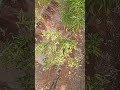 يا نهار ابيض علي أشجار الفلفل يا نهار ابيض علي أشجار الفلفل