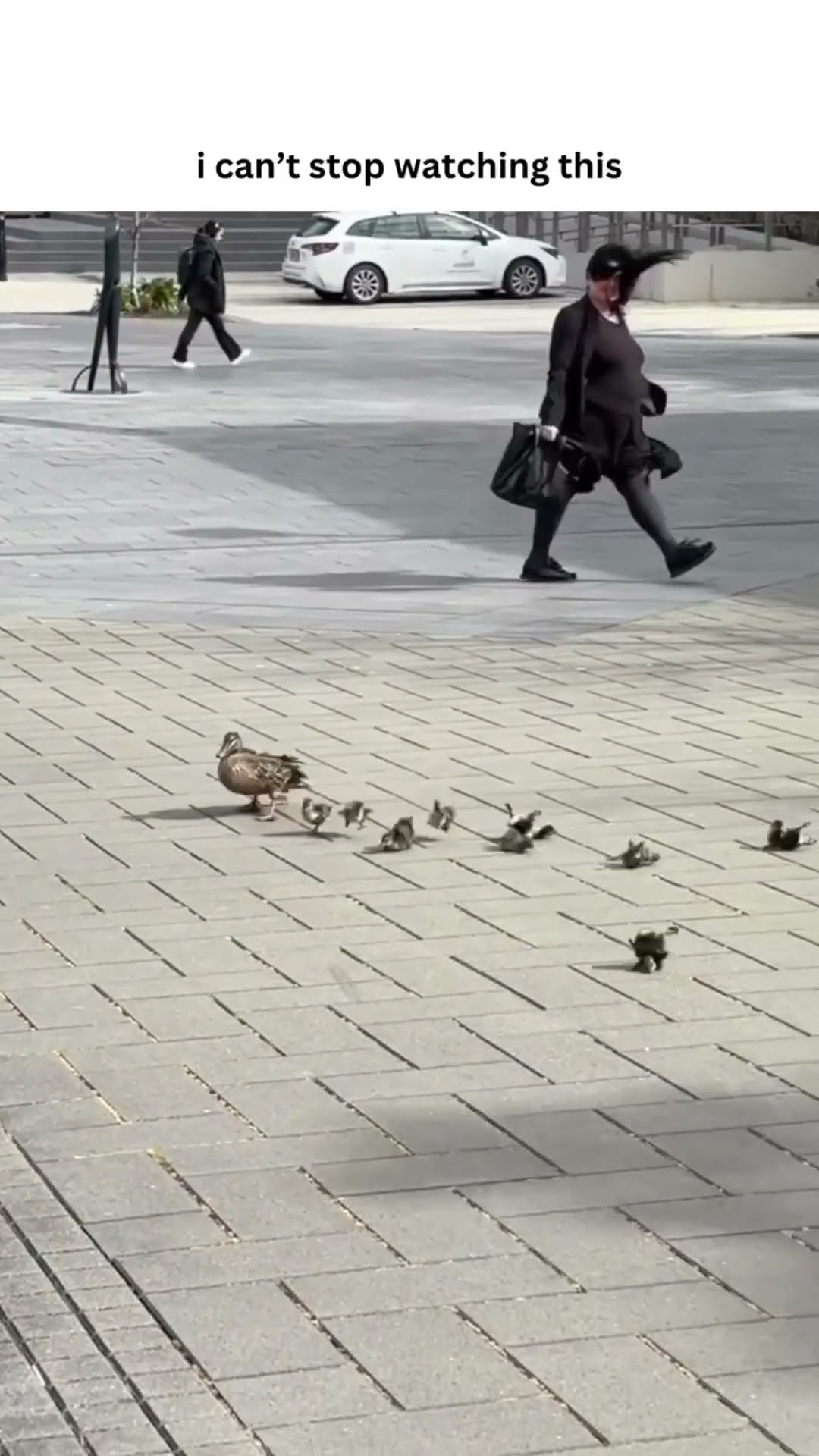 Poor luhh birdies got swooped up