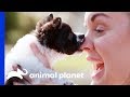 This Blind Puppy Is Stealing Hearts With His Cuteness! | Amanda To The Rescue
