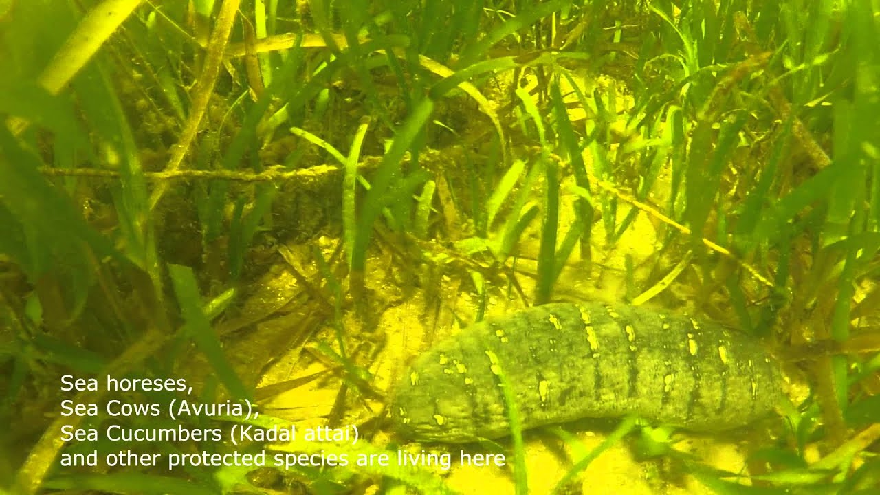 Seagrasses in northern Palk Bay (Thanjavur district).
