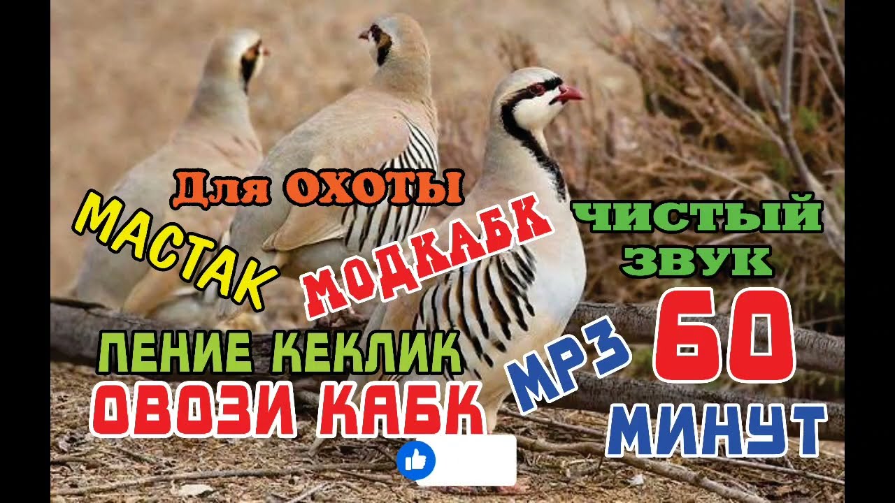 Овози Кабк Кеклик Калик Пение Каклик Мастак Модкабк Шикор 60 Минут.