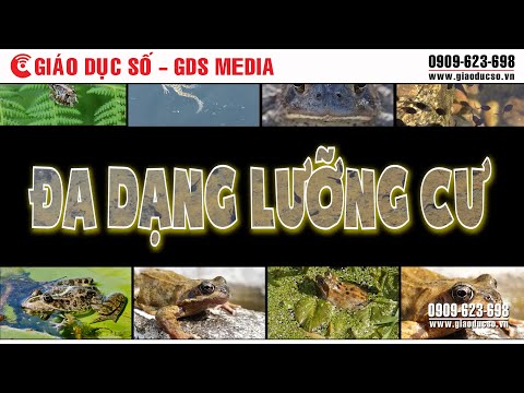 Video: Động Vật Lưỡng Cư Là Ai