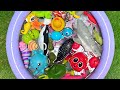 Sea Animals for Toddlers 🐠 | Learn Ocean Animal Names with Educational Toys