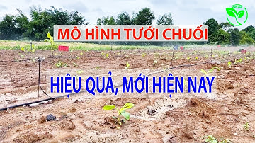 Phương án bố trí béc tưới chuối mới, hiệu quả hiện nay bạn nên áp dụng